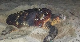 CARETTA CARETTA YUVALARI İÇİN BİR ÖNLEM DAHA