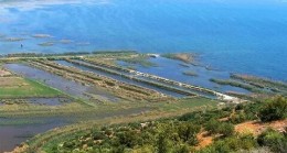 Büyük Menderes’teki ölümlerin nedeni anlaşıldı