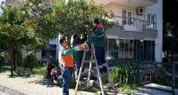 KUŞADASI’NDA TURUNÇ MEYVESİNİN EN TATLI YOLCULUĞU BAŞLADI