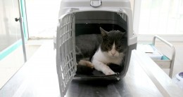 BAŞKAN ÖMER GÜNEL 5. KATTAN DÜŞEN KEDİYE YAŞAM UMUDU OLDU