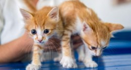 KUŞADASI BELEDİYESİ VETERİNER İŞLERİ MÜDÜRLÜĞÜ’NDEN ‘MİKROÇİP’ UYARISI