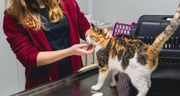 KUŞADASI BELEDİYESİ VETERİNER İŞLERİ MÜDÜRÜ KISIRLAŞTIRMANIN ÖNEMİNE DİKKAT ÇEKTİ