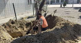 KUŞADASI BELEDİYESİ 410 AĞACI KESİLMEKTEN KURTARDI