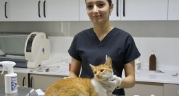 KUŞADASI BELEDİYESİ DAVUTLAR KEDİ KISIRLAŞTIRMA MERKEZİ BİNLERCE CANA UMUT OLDU