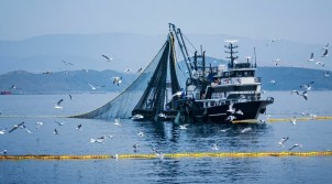 DENİZLERDE AV YASAĞI BAŞLIYOR