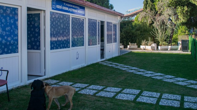 DAVUTLAR MAHALLESİ’NE KEDİ KISIRLAŞTIRMA MERKEZİ AÇILIYOR