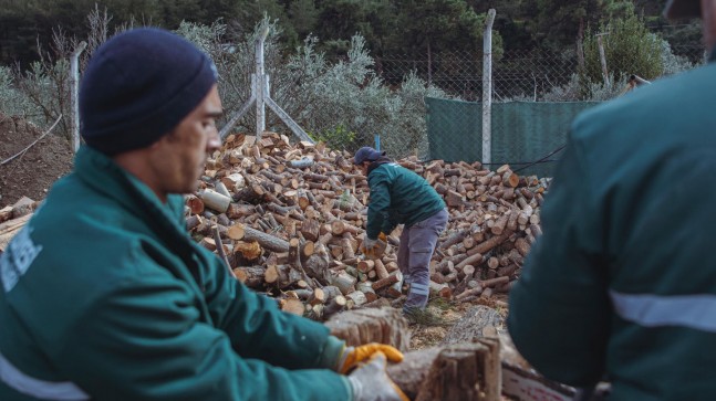 KUŞADASI’NDA AĞAÇ ATIKLARI İHTİYAÇ SAHİPLERİ İÇİN KARA KIŞTA YAKACAĞA DÖNÜŞÜYOR