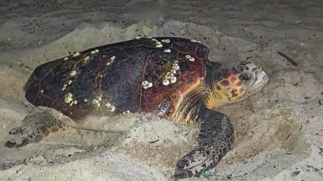 CARETTA CARETTA YUVALARI İÇİN BİR ÖNLEM DAHA