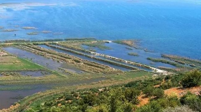 Büyük Menderes’teki ölümlerin nedeni anlaşıldı