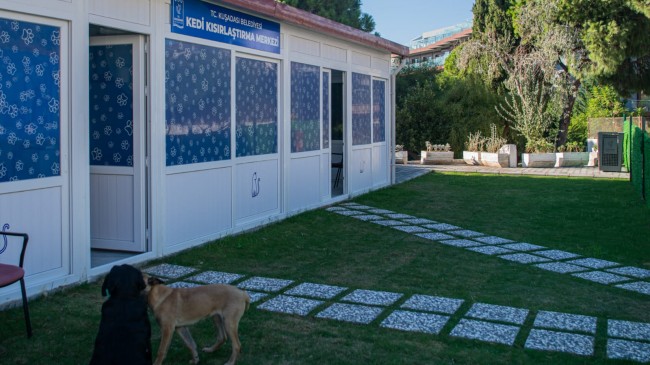 DAVUTLAR MAHALLESİ’NE KEDİ KISIRLAŞTIRMA MERKEZİ AÇILIYOR