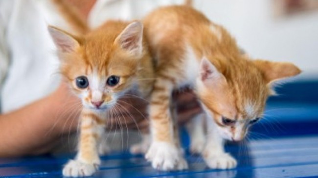 KUŞADASI BELEDİYESİ VETERİNER İŞLERİ MÜDÜRLÜĞÜ’NDEN ‘MİKROÇİP’ UYARISI