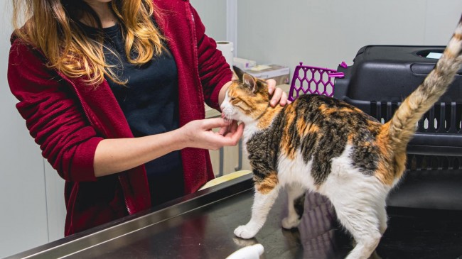 KUŞADASI BELEDİYESİ VETERİNER İŞLERİ MÜDÜRÜ KISIRLAŞTIRMANIN ÖNEMİNE DİKKAT ÇEKTİ